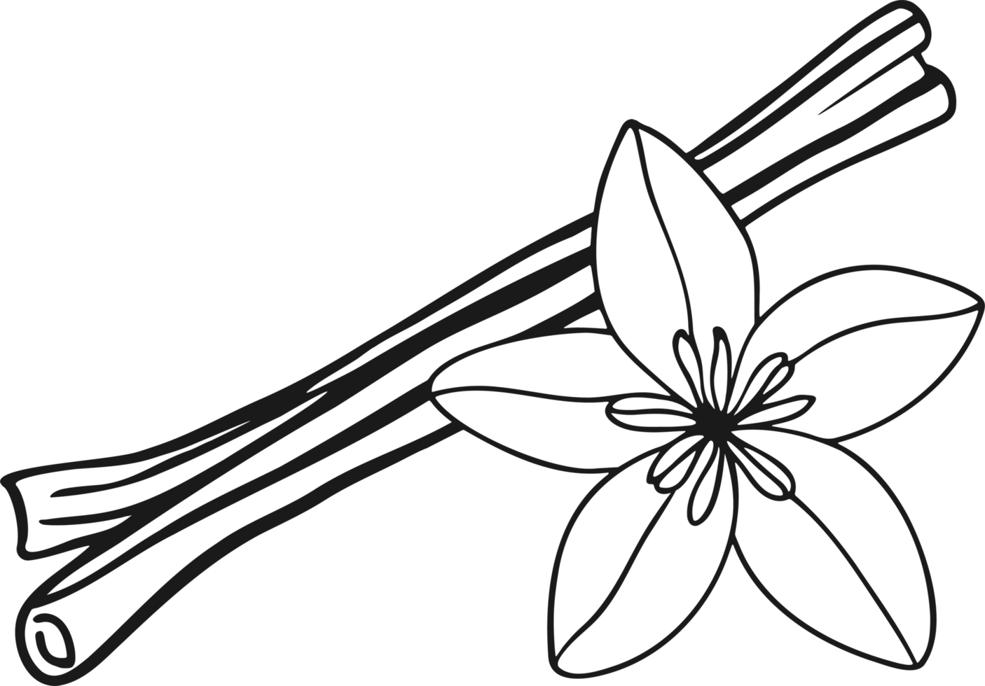 Cinnamon sticks and vanilla flower doodle outline drawing png