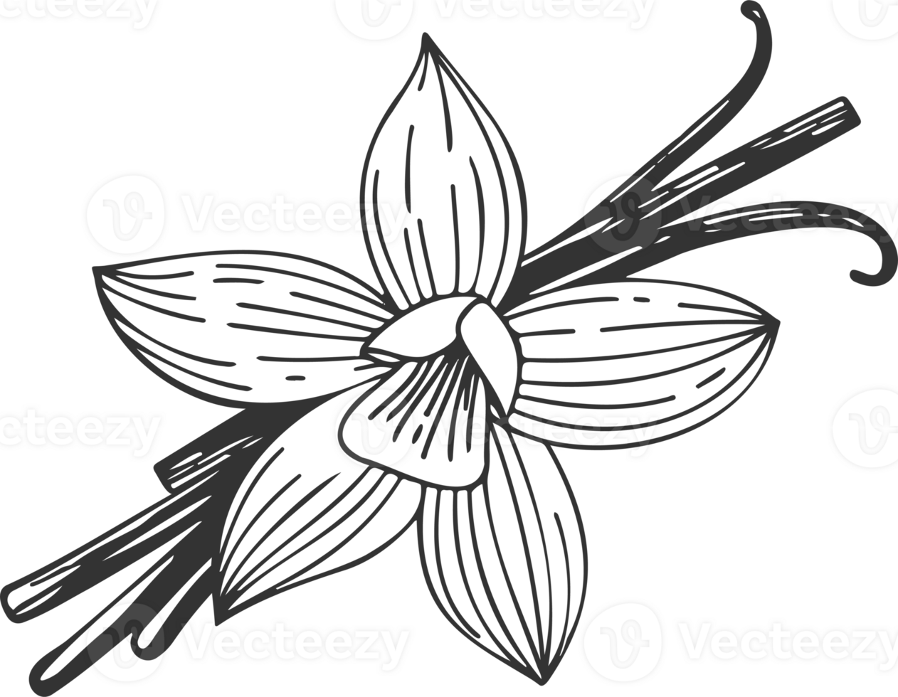 Vanilla orchid flower with vanilla sticks pods. Sketch drawing png
