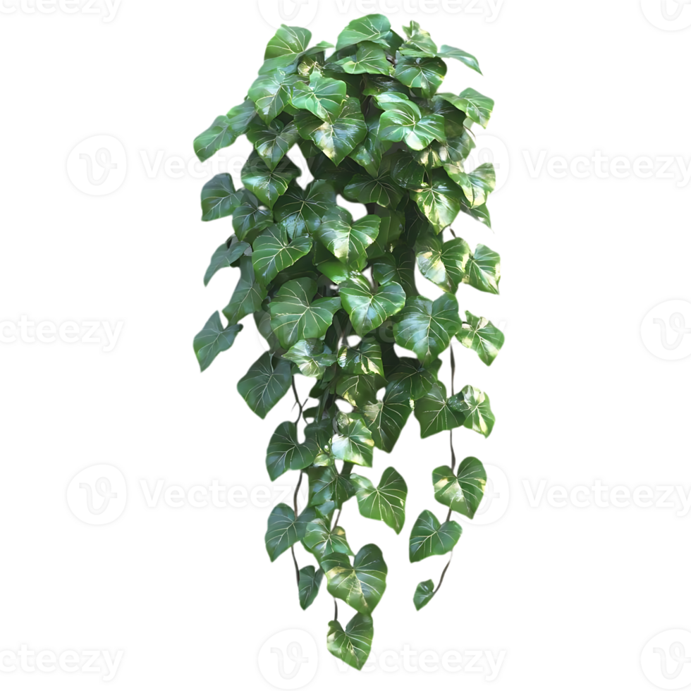 Green Ivy Vine with Transparent Background Hanging from a Wall, Perfect for Interior Decoration and Design png