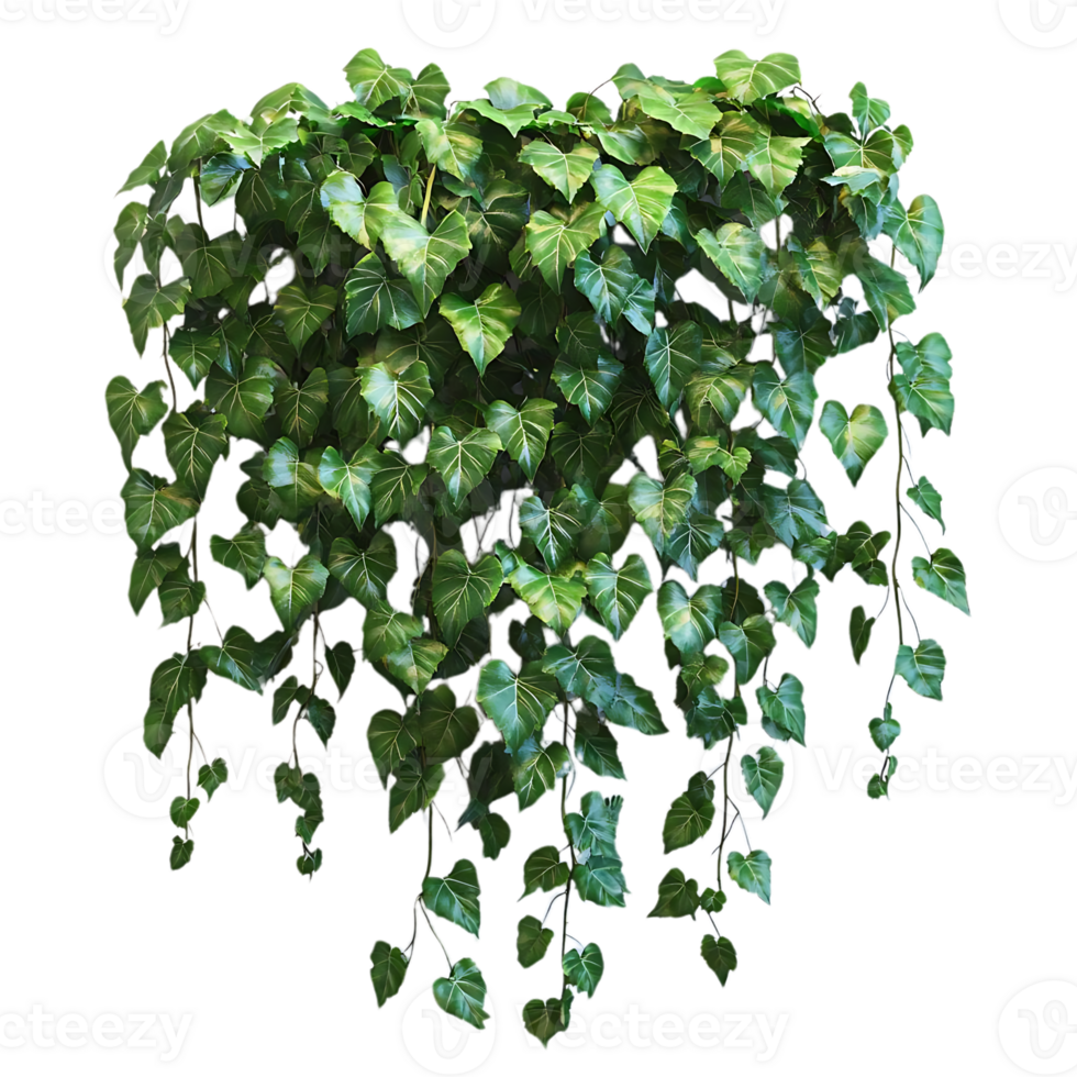 Green Ivy Vines Hanging with Transparent Background,  Perfect for Design Projects png