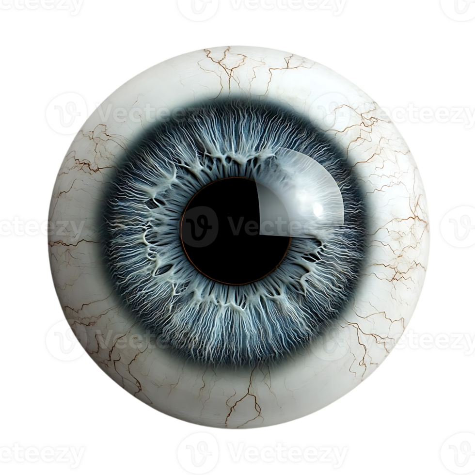 Blue Eye with Transparent Background, Isolated, Realistic, High Resolution, Anatomy, Ophthalmology, Medical Illustration, Human Eye, Eyeball, Pupil, Iris, Sclera, Vision png