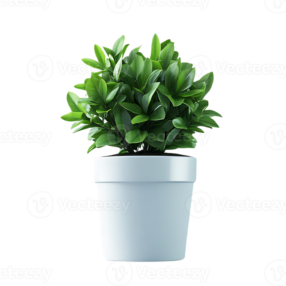 Green Plant in a White Pot on a Transparent Background png