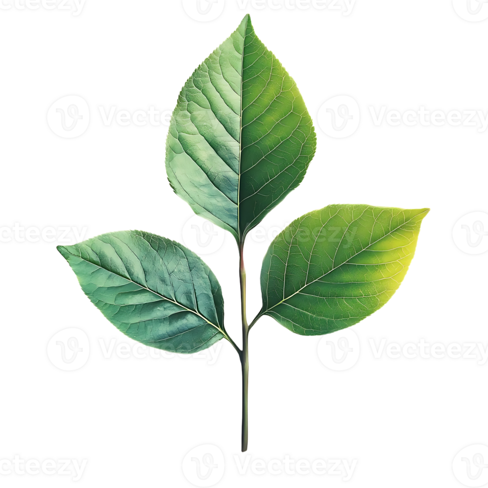 Three Lush Green Leaves on a Branch with a Transparent Background, Evoking Nature's Tranquility png
