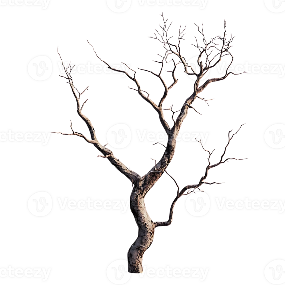 Dead Tree Branch Isolated on Transparent Background - Nature,  Dead Tree,  Nature Background,  Branch,  Tree,  Background,  Black Background,  Transparent,  Nature Photography,  Tree Branch,  Photography,  Nature Images,  Autumn,  Forest,  Winter,  Bare T png