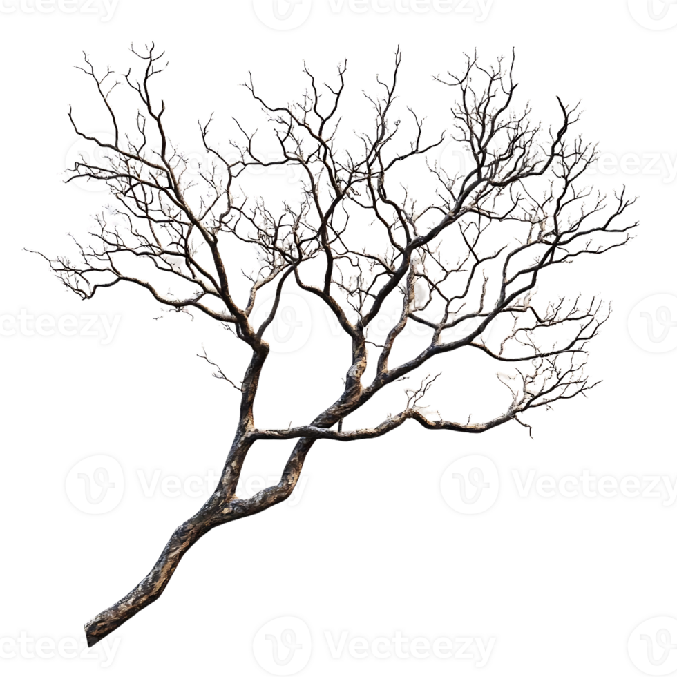 Bare Tree Branch with Snow, Isolated on Transparent Background, Winter Forest, Nature, Cold, Frozen, Frost,  Tree, Branch,  Snow-Covered,  Wintery,  Snowy,  Winter Scene,  Frozen Tree Branch,  Isolated Branch,  Nature Photography,  Winter Wonderland,  Ice png