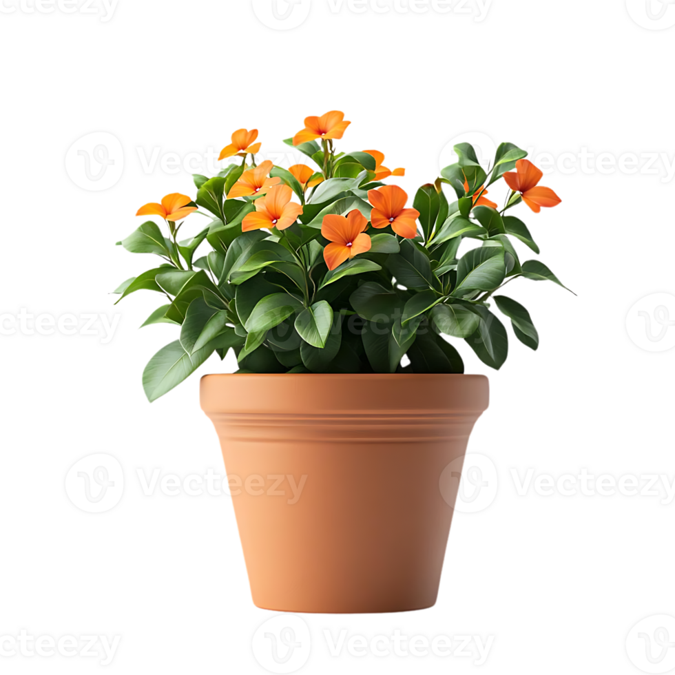 Orange Flowers in a Terracotta Pot with a Transparent Background png