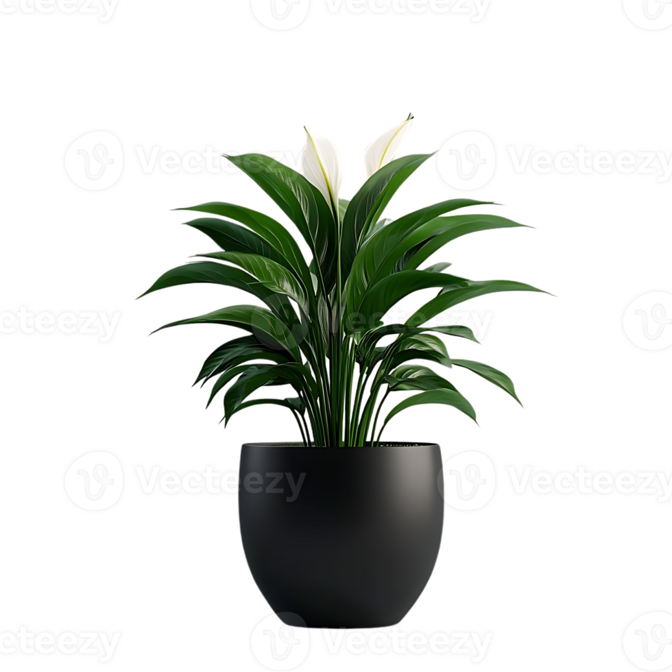 Peace Lily Plant in Black Pot with a Transparent Background png