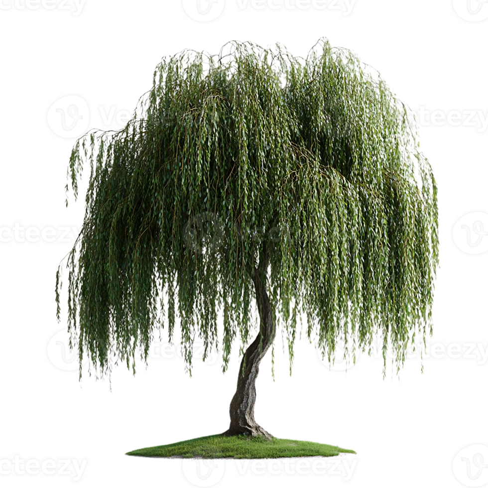 Weeping Willow Tree with Transparent Background,  Isolated  for Nature Scene Design png