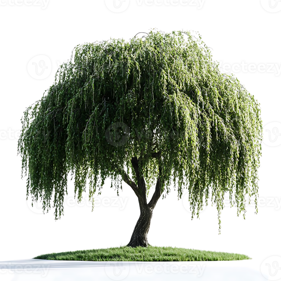 Weeping Willow Tree Isolated on Transparent Background, Perfect for Design Projects and Compositions png
