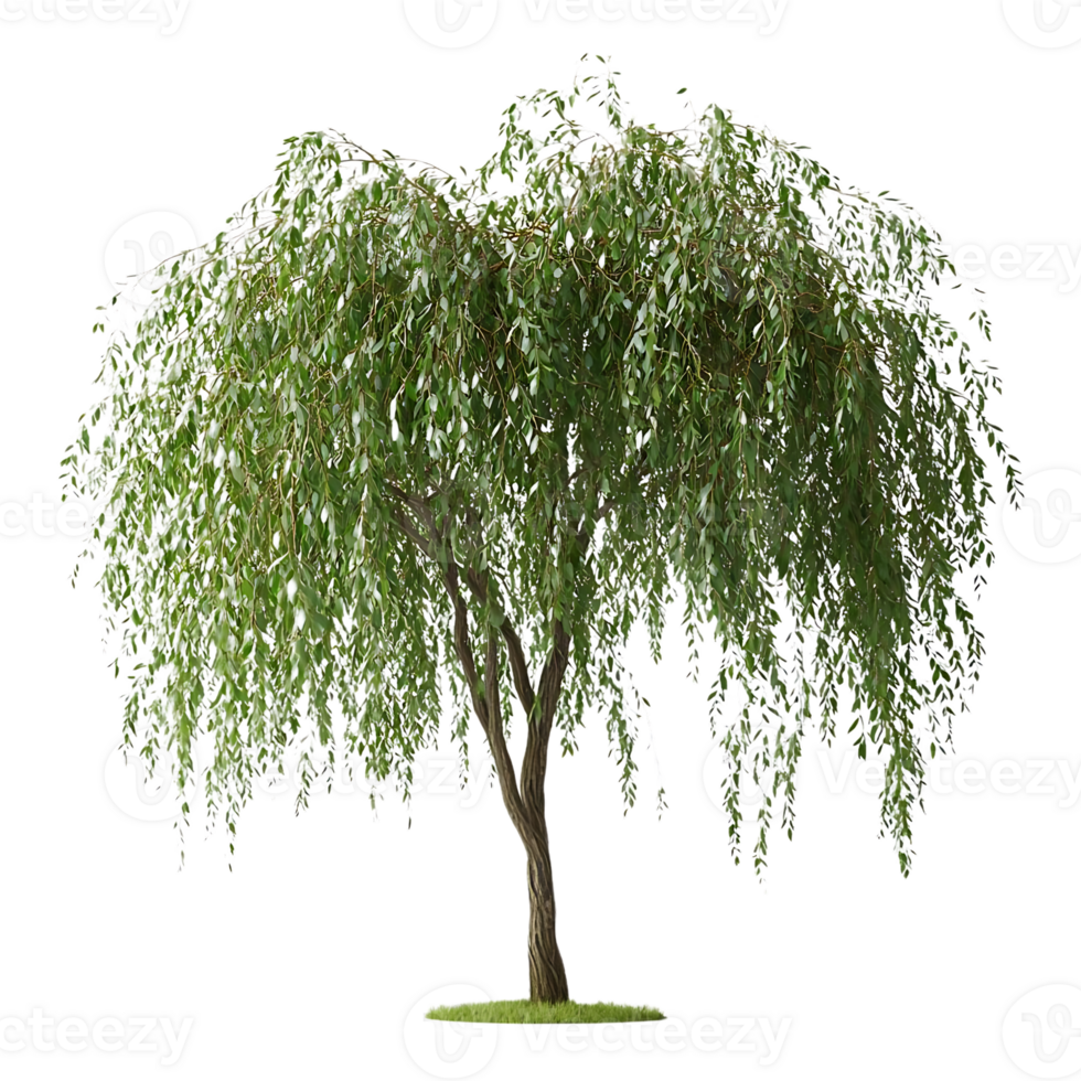 Weeping Willow Tree with a Transparent Background, Perfect for Digital Design and Compositing png