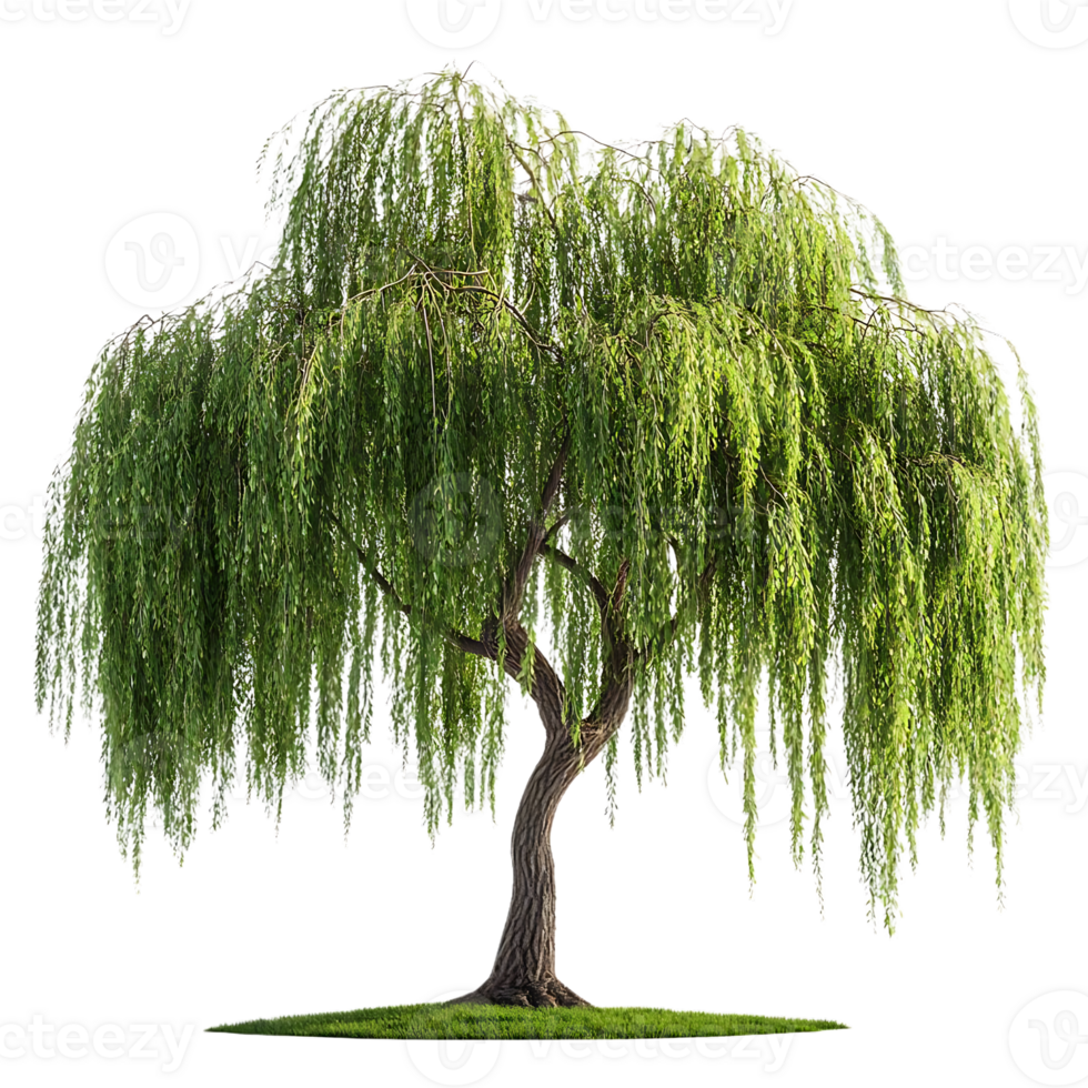 Weeping Willow Tree with Transparent Background, Isolated on Black for Design Projects png