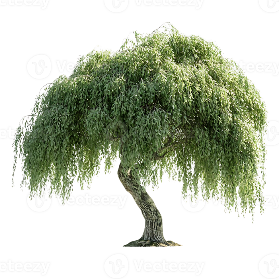 Weeping Willow Tree with a Transparent Background, Ideal for Design Projects png