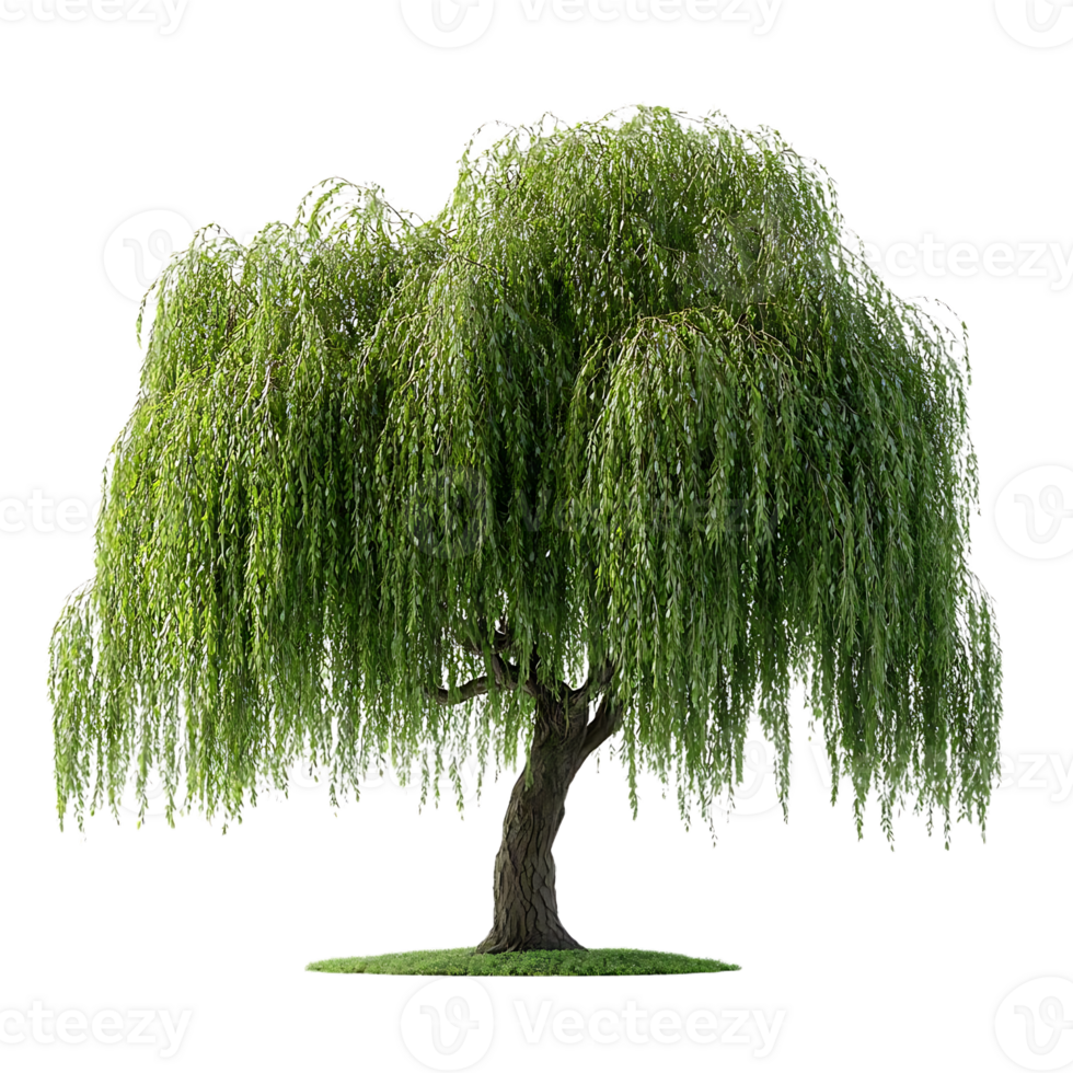 Weeping Willow Tree with Transparent Background, Isolated on Black, Green Foliage,  Graceful Branches,  Nature Photography,  Isolated Tree,  Digital Art,  Nature Image,  Willow Tree Illustration,  3D Rendering,  Isolated Weeping Willow,  Beautiful Tree, png