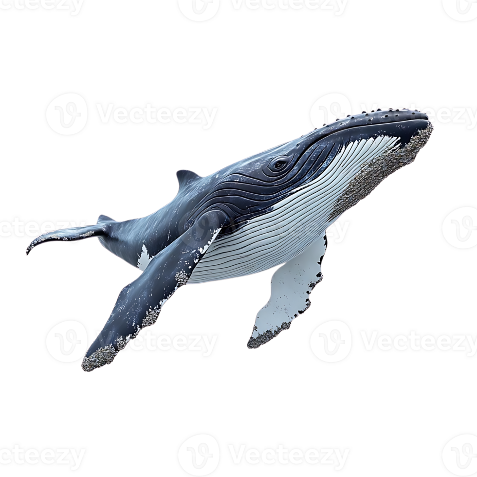 Humpback Whale Soaring Through the Water, with a Transparent Background png
