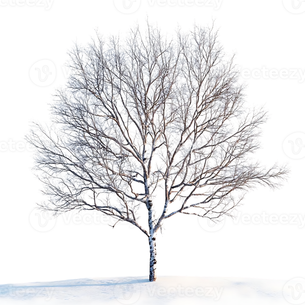 A Snow-Covered Tree with a Transparent Background in a Winter Wonderland png