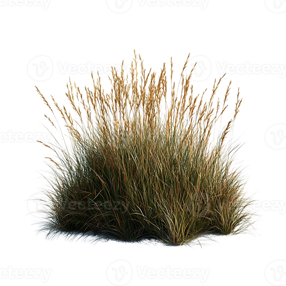 Beach Grass with Transparent Background, a Lush and Vibrant Coastal Plant png