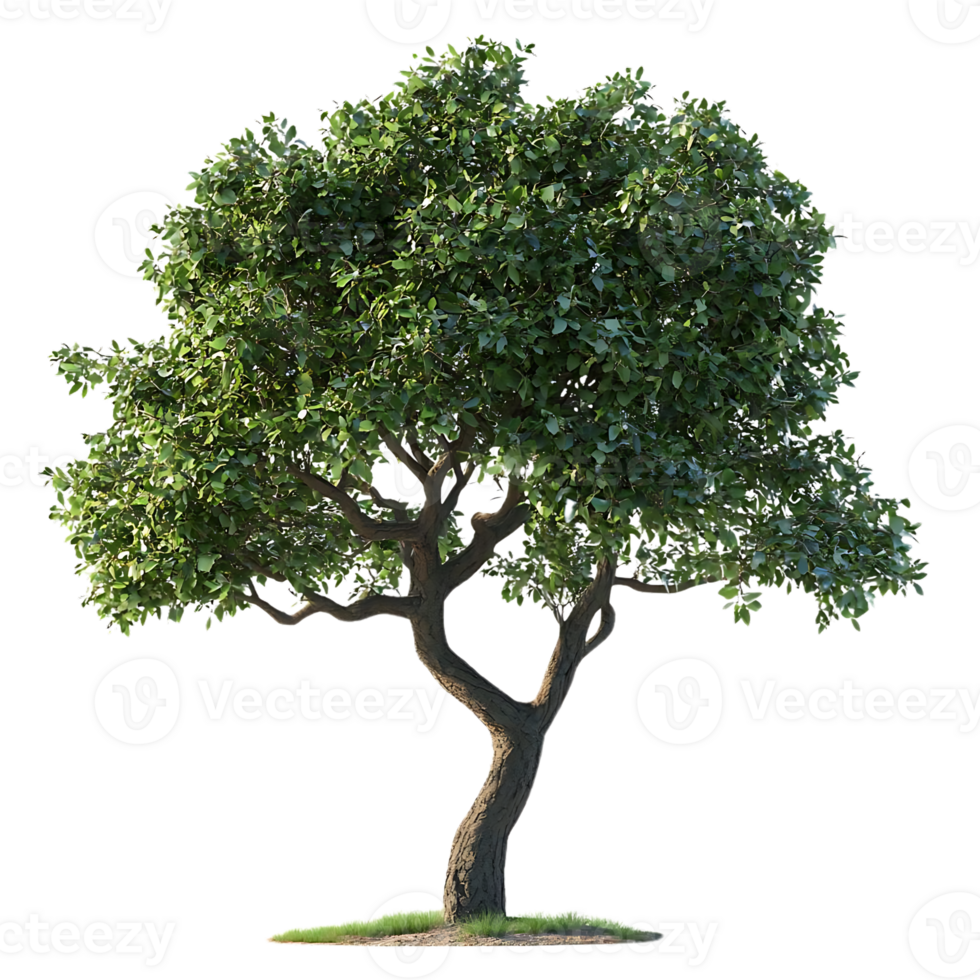 A Lush Green Tree with a Transparent Background, Perfect for Design Projects and Compositions png