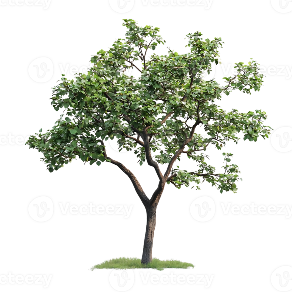 Isolated Tree with Transparent Background, Lush Green Foliage, Single Tree, Isolated on Black, Realistic Render, 3D Model, Nature Background, Tree with Green Leaves, Tree Silhouette, Rendered Tree, Natural Tree, Tree Illustration, Green Tree, Digital Illu png