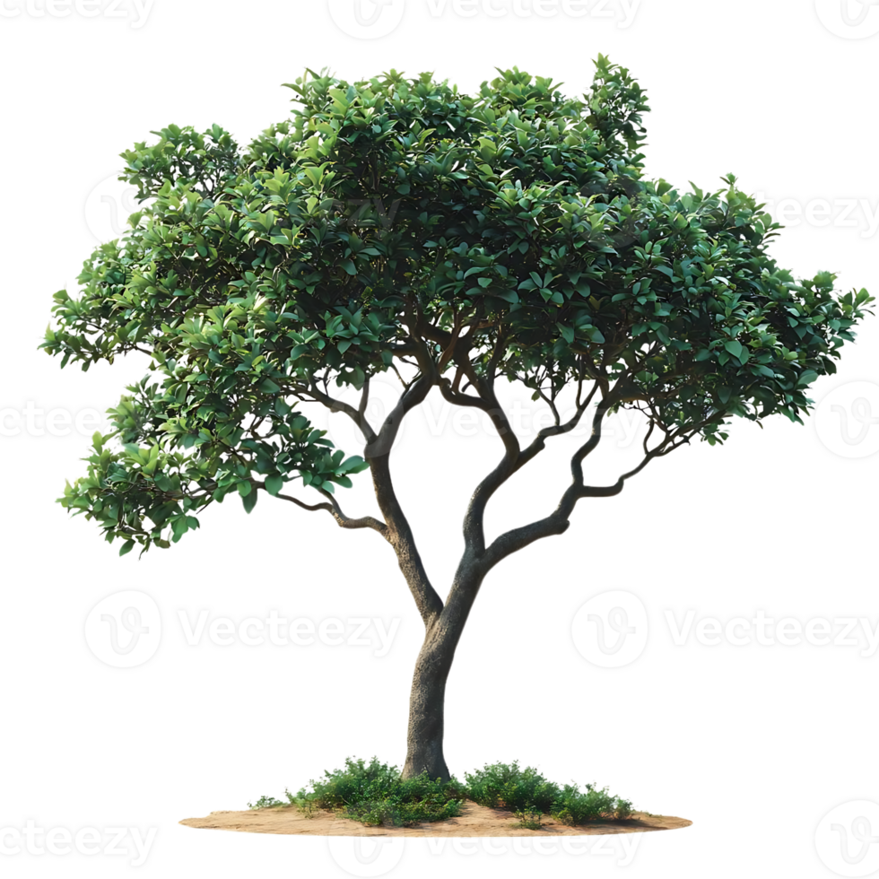 A Lush Green Tree with a Transparent Background, Ideal for Design Projects png