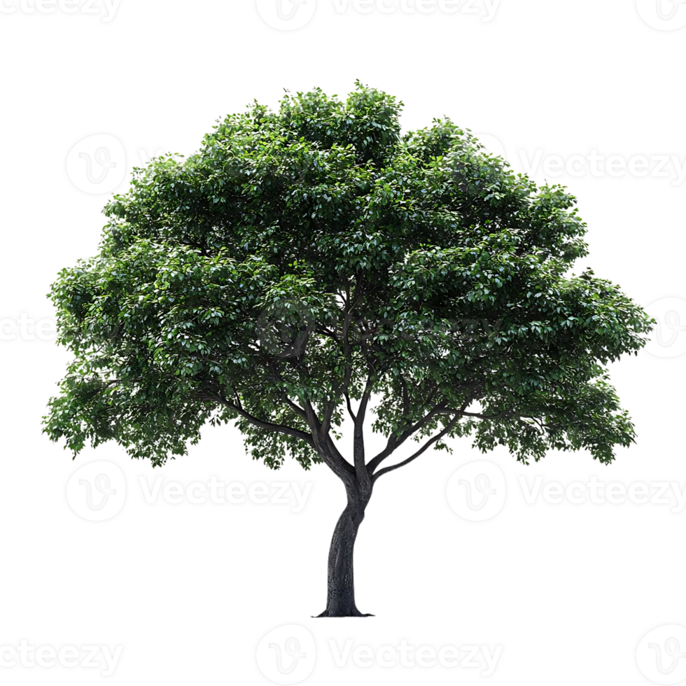 A Lush Green Tree Isolated on a Transparent Background, Perfect for Design and Digital Art Projects png