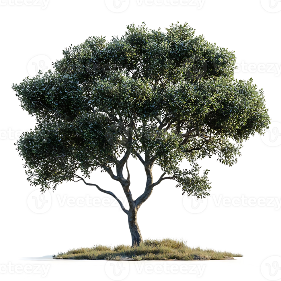 A Majestic Tree with a Transparent Background, Standing Tall and Proud, Showcasing its Natural Beauty png