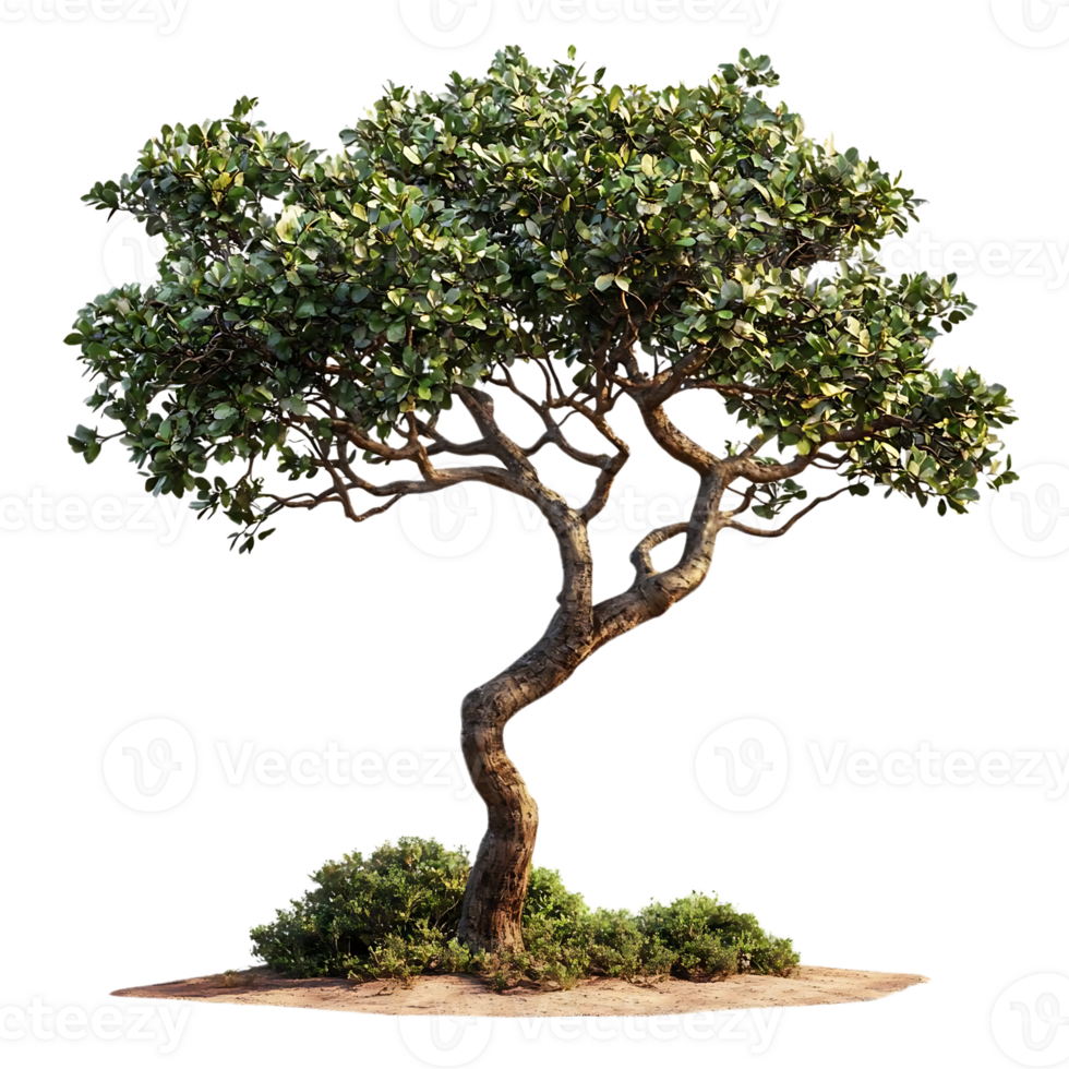 A Majestic Tree with a Transparent Background, Perfect for Design Projects png
