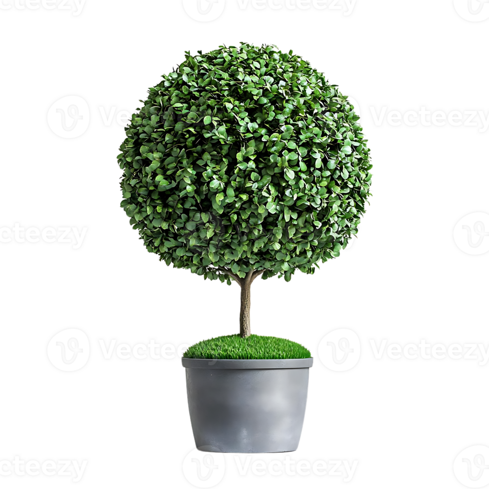 Green Artificial Boxwood Topiary Tree with a Transparent Background png