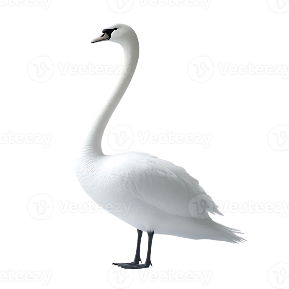 Elegant White Swan with a Transparent Background Stands Gracefully on a Black Surface png