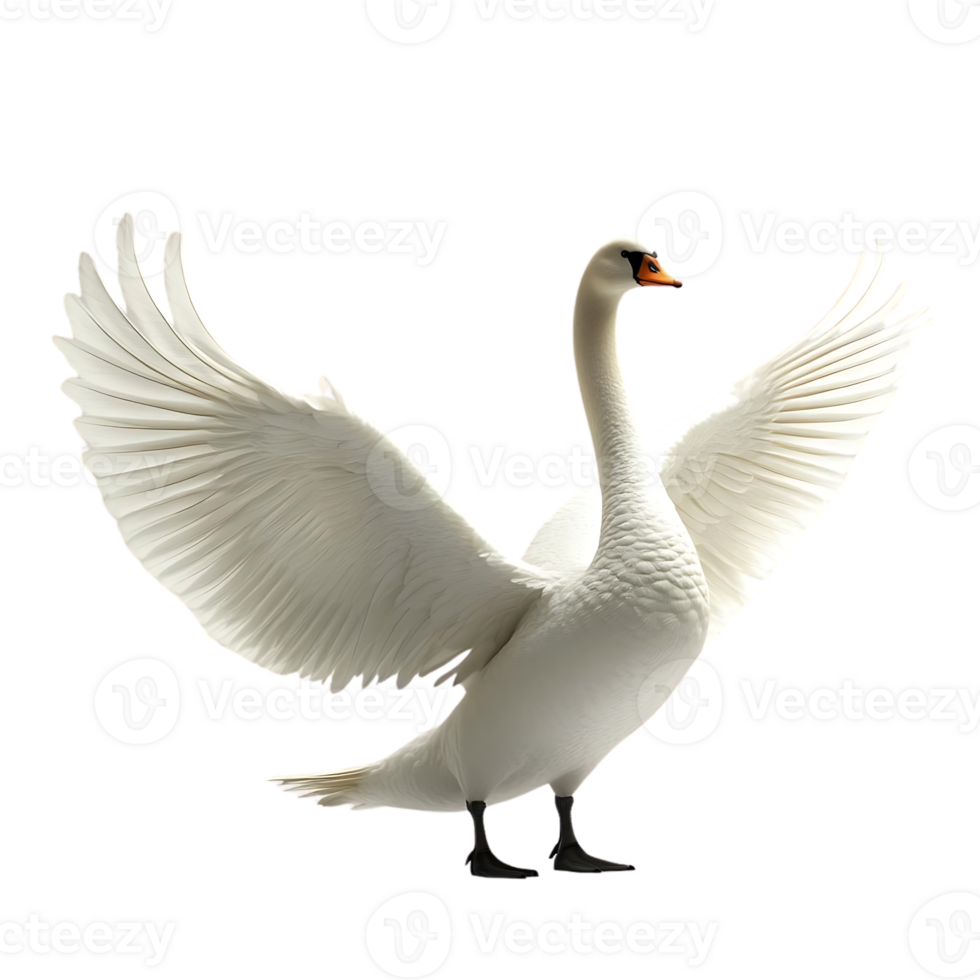 Elegant Swan Spreads Its Wings Against a Transparent Background png