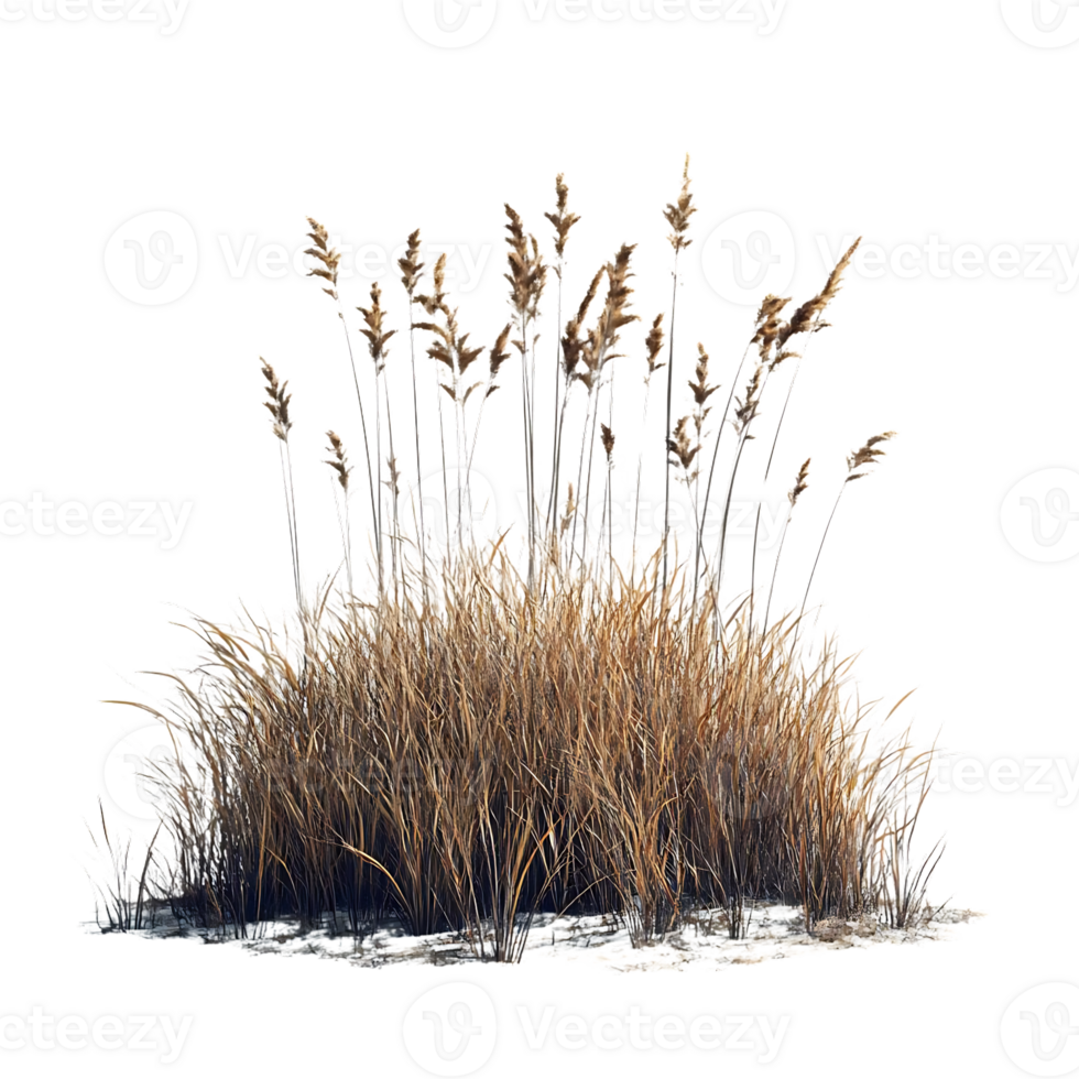 Dried Grass with Transparent Background, Isolated on Black, Realistic Dry Grass, Tall Grass,  Brown Grass,  Grass Bush,  Nature,  Outdoor,  Plant,  Dry,  Wild,  Beautiful,  Texture,  Background,  Image,  Photography,  Nature Photography,  Botanical,  Flor png