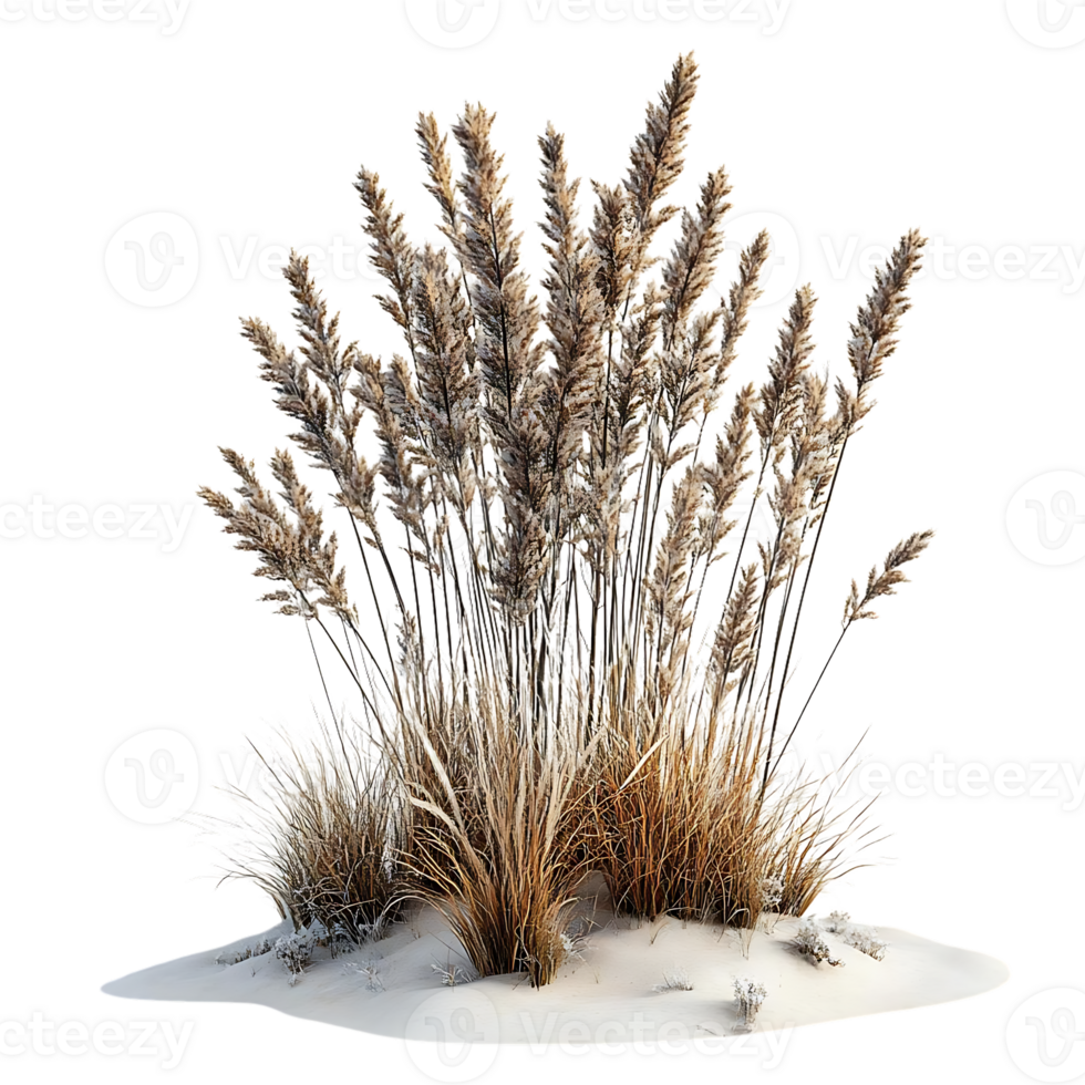 Tall Brown Grass Blades with Transparent Background png