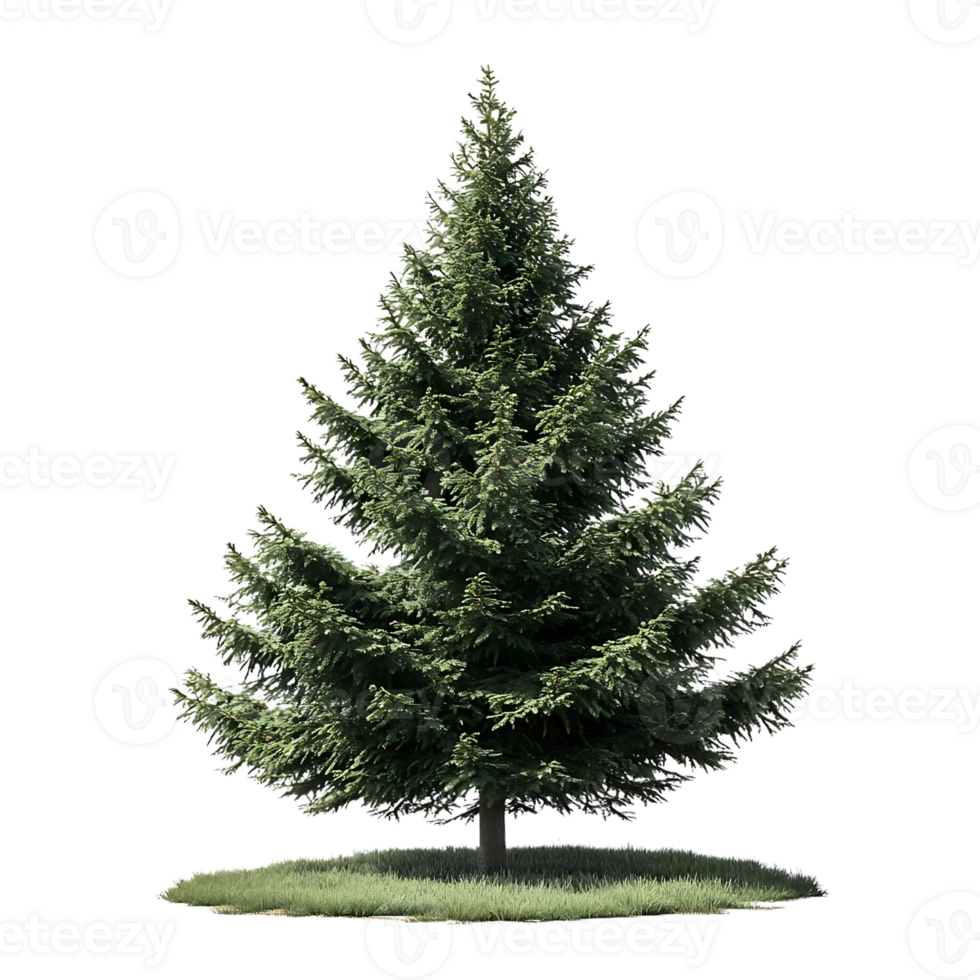 Tall Green Evergreen Tree with Transparent Background, Isolated on Black, Perfect for Design Projects png