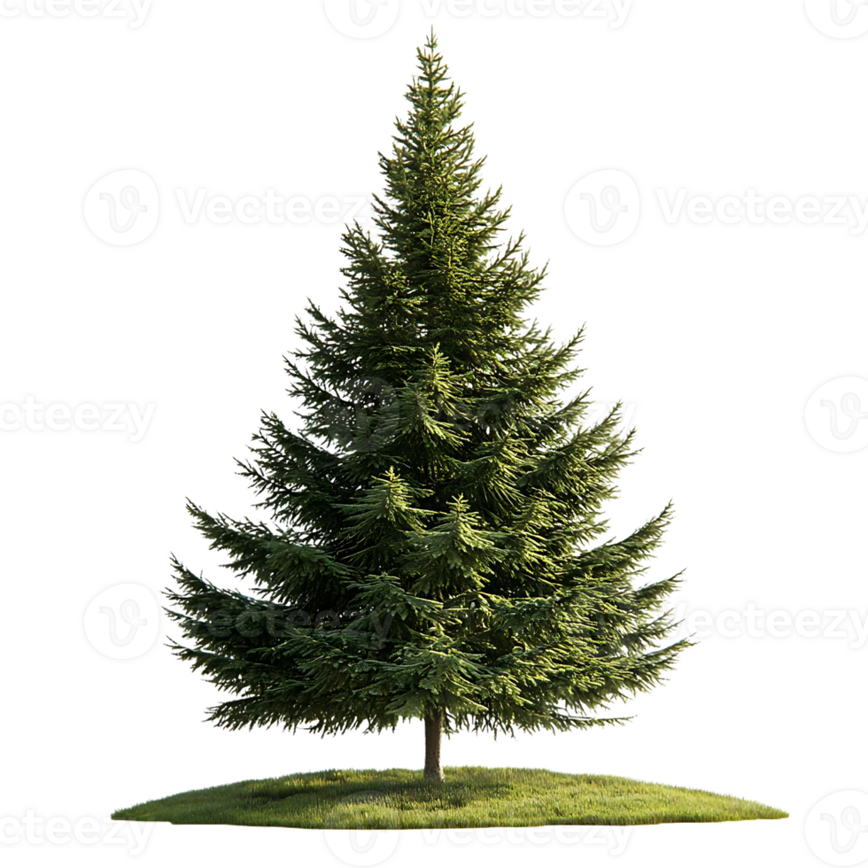 A Tall Evergreen Tree with a Transparent Background, Isolated on a Black Background png