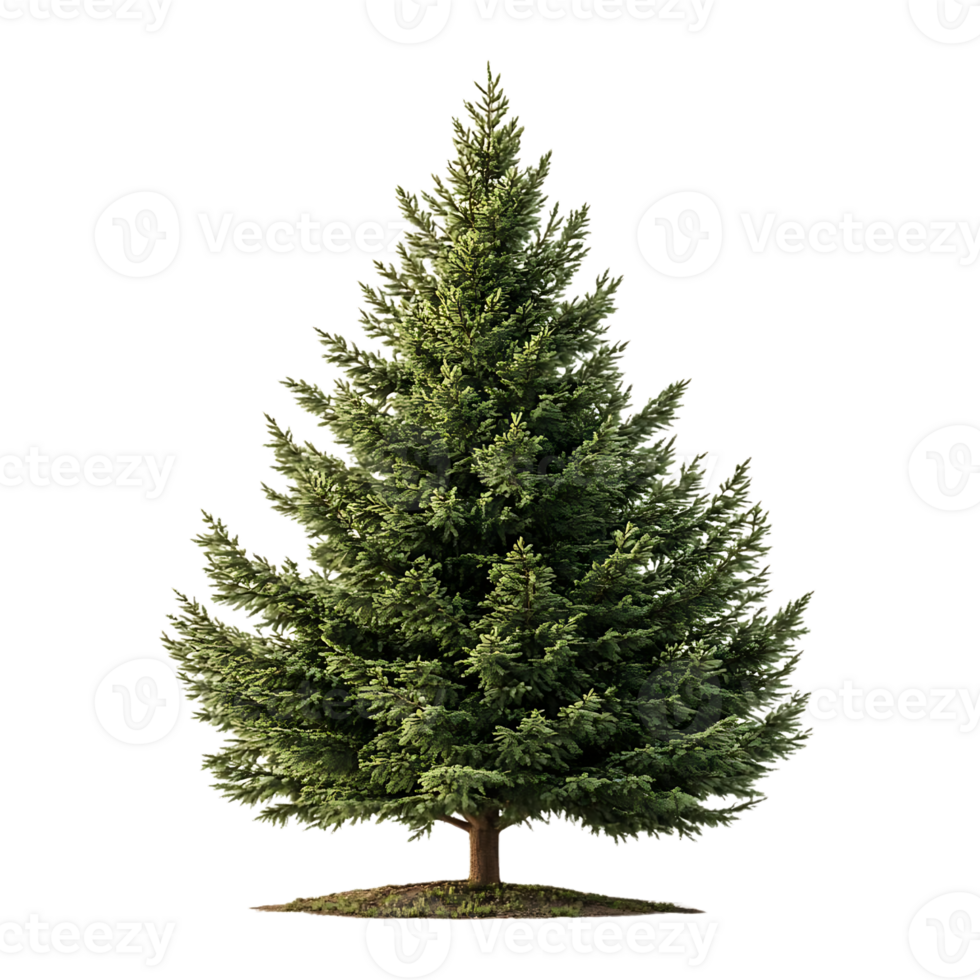 Tall Evergreen Tree Standing Proud with a Transparent Background png