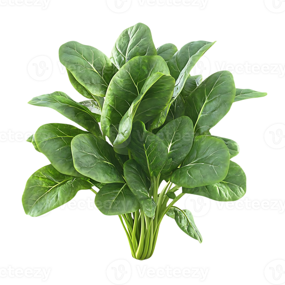 Fresh Green Spinach Leaves with a Transparent Background, Ideal for Healthy Recipes and Culinary Creations png