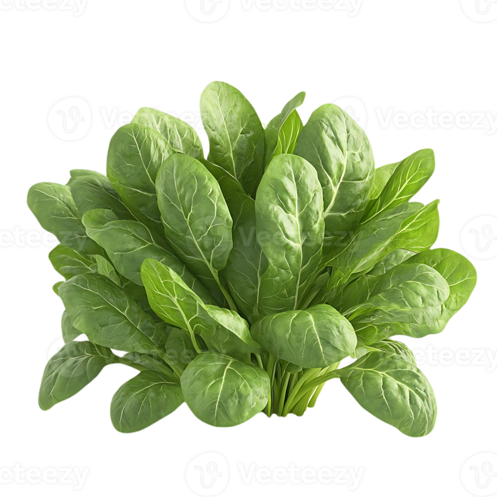 Fresh Spinach Leaves with a Transparent Background, Perfect for Your Recipes and Designs png
