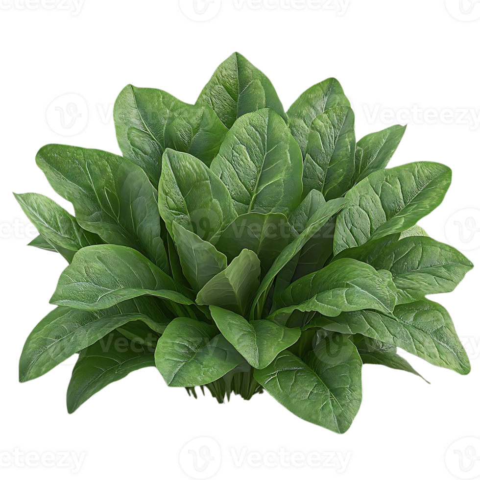 Fresh Spinach Leaves with a Transparent Background, Ideal for Culinary and Design Applications png