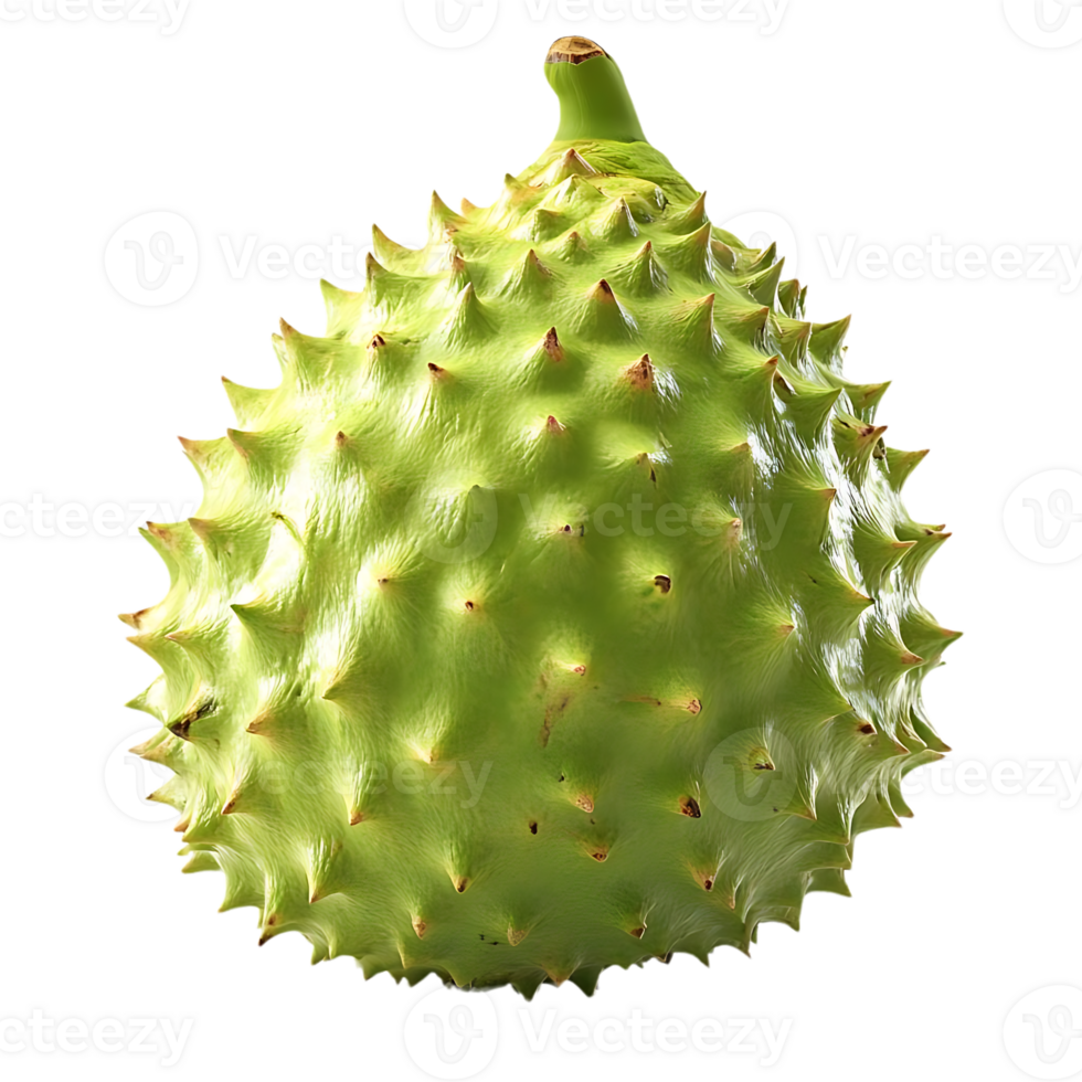 Spiky Green Soursop Fruit with Transparent Background png