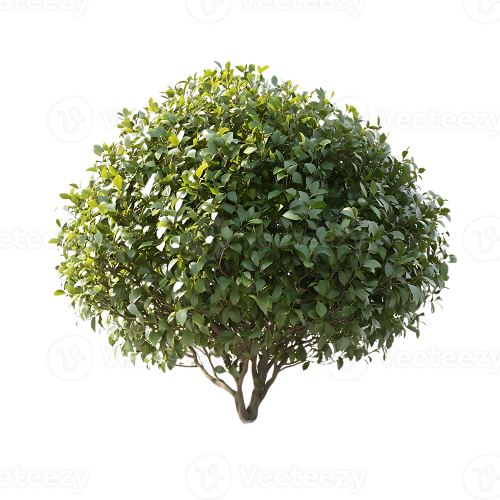 Green Bush with Transparent Background, Isolated on Black for Design Projects and Compositing png