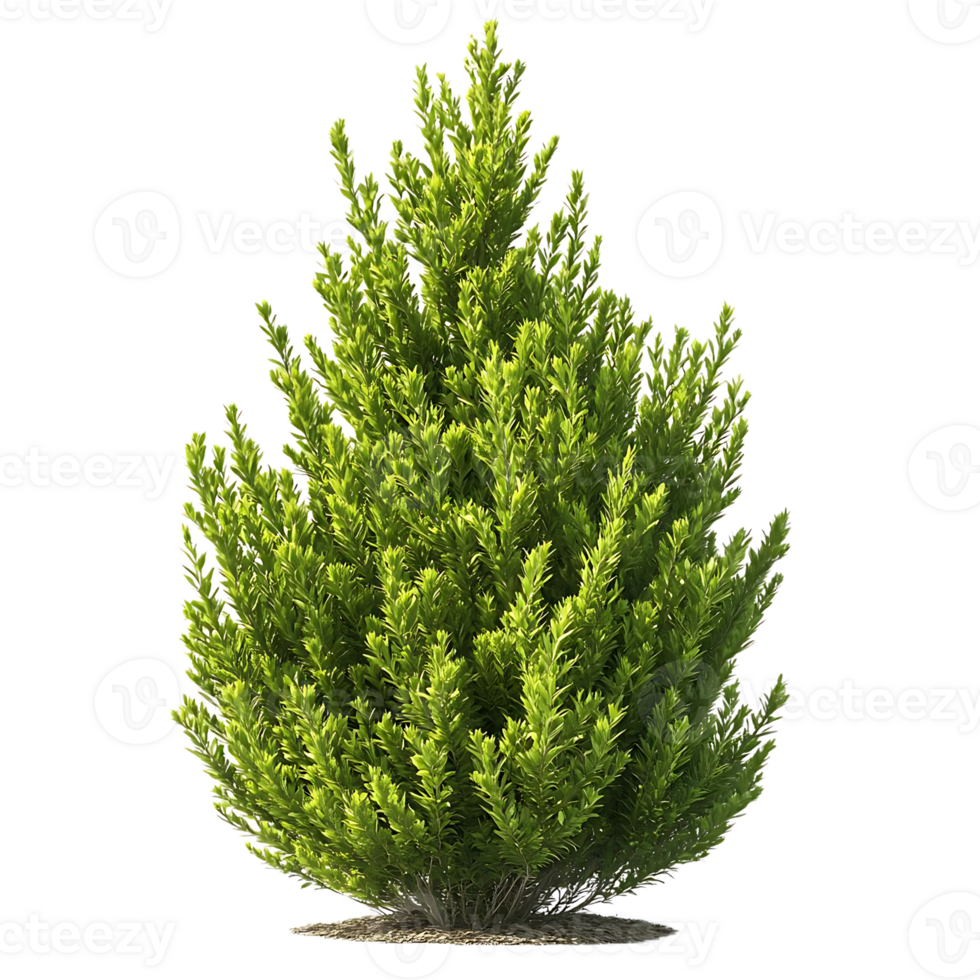 Green Bush with a Transparent Background, Ideal for Landscaping and Design Projects png