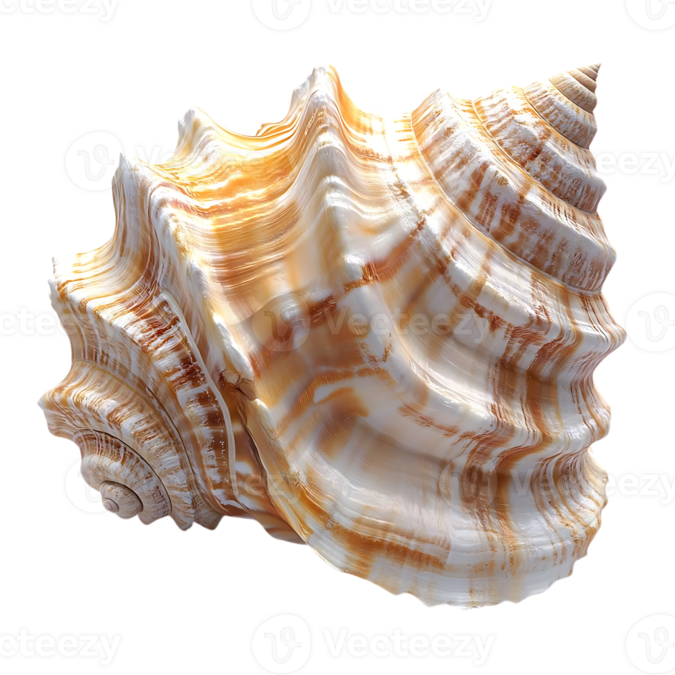 Sea Shell with a Transparent Background, a Detailed Close-up of a White and Brown Shell with a Smooth and Shiny Texture png