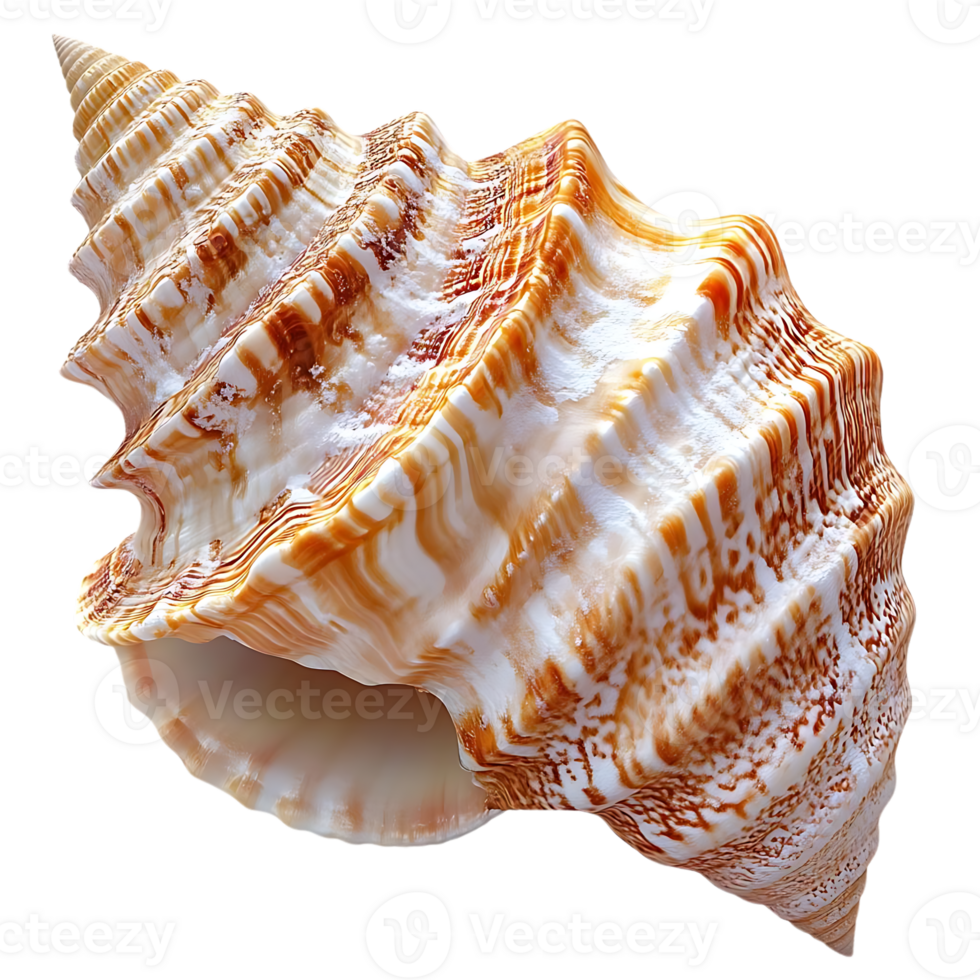 Seashell with a Transparent Background,  A Stunning White and Orange Seashell with Intricate Detail on a Black Background png
