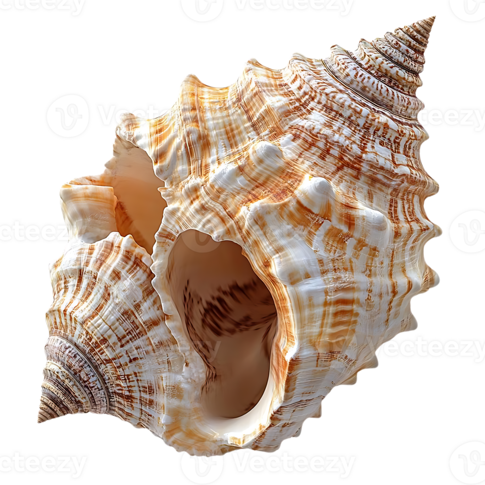 Seashell with a Transparent Background, a Close-up View of a Spiral Seashell with a White and Brown Color Scheme png