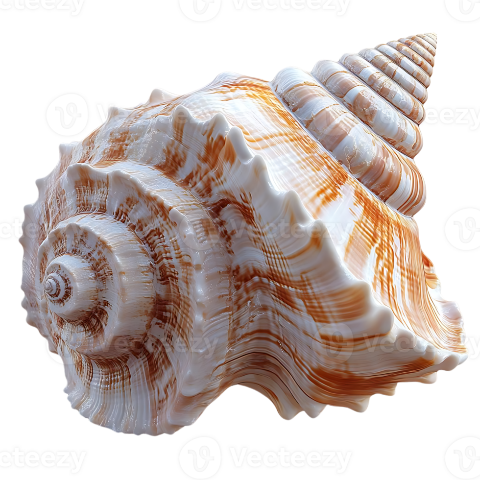 A Striking Seashell with a Transparent Background, Displaying Beautiful Swirling Patterns and a Polished Finish png