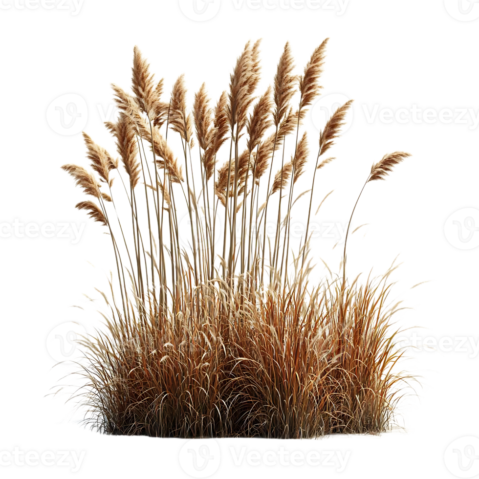 Tall Brown Grass with a Transparent Background for Design Projects png