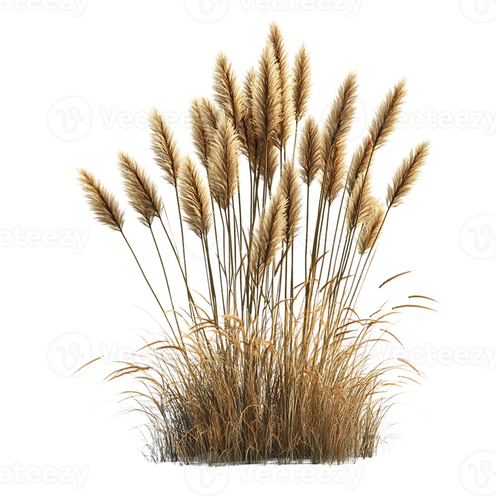 Tall Golden Grass with Transparent Background for Design Projects png