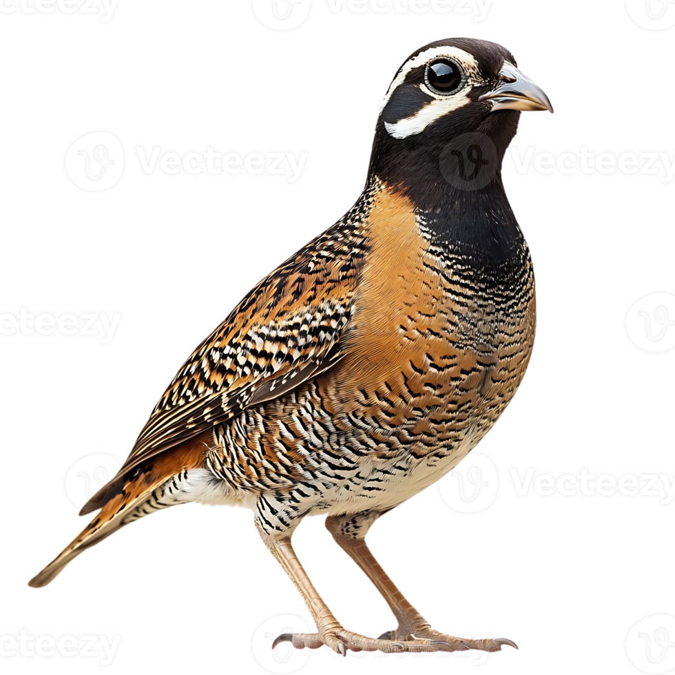 The Elegant and Striking Plumage of a  White-throated Quail, Standing with Transparent Background png