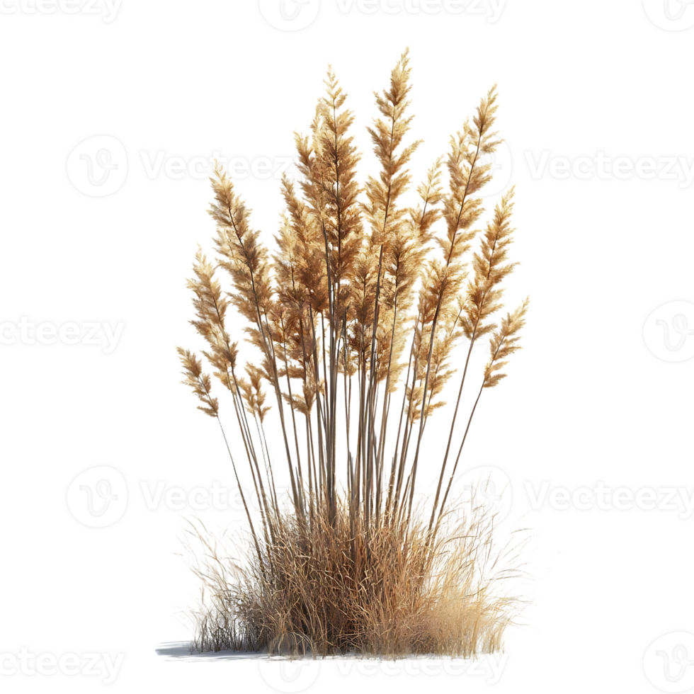 Tall Grass with a Transparent Background, Beautiful Nature Photography, Isolated Grass Blades, Natural Elements, Autumnal Colors, Golden Grass png
