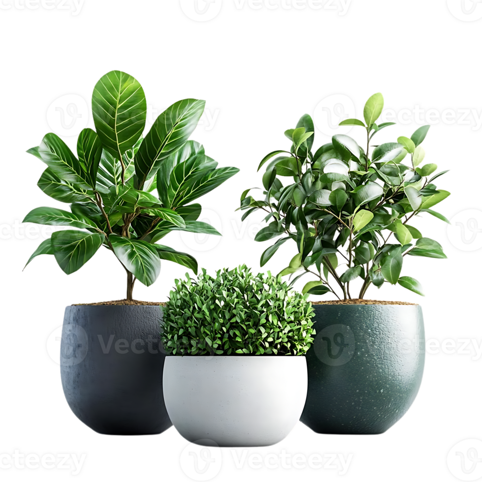 Three Potted Plants with Transparent Background png
