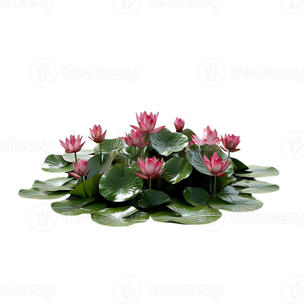 Water Lilies Blooming Beautifully on a Transparent Background png